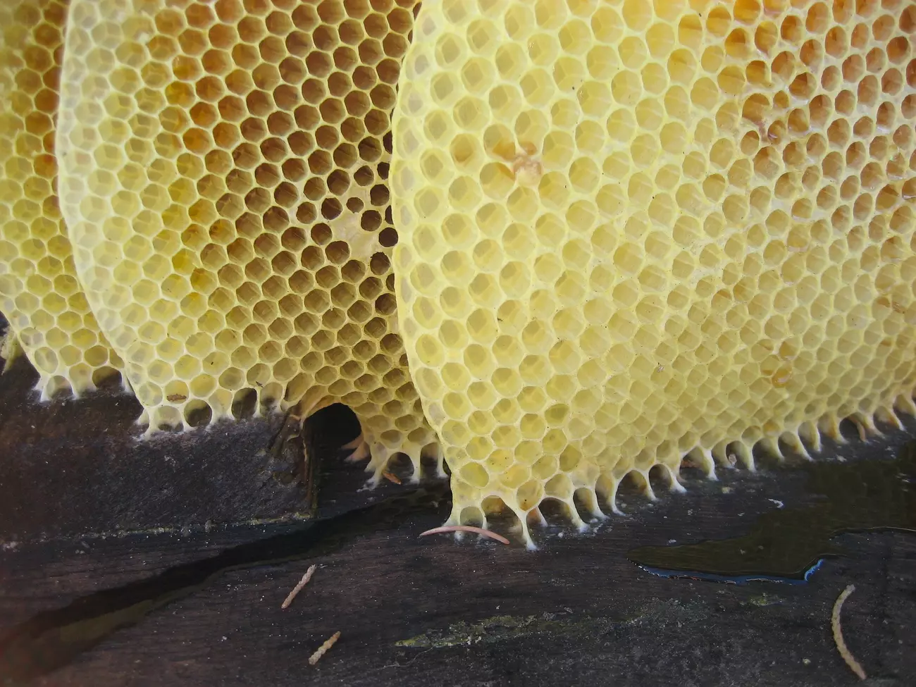 wosk pszczeli do skóry